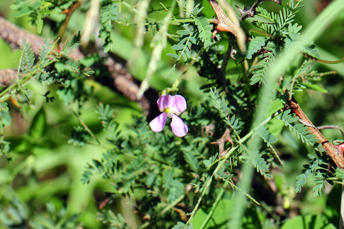 Slimjim Bean flowers are very similar to Slimleaf Bean but lack the half-moon shape which can be species diagnosis. Slimjim Bean is also called Desert Bean and Wright’s Phaseolus. Phaseolus filiformis